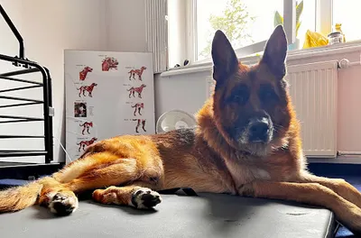 PETmove Rehabilitacja Zwierząt